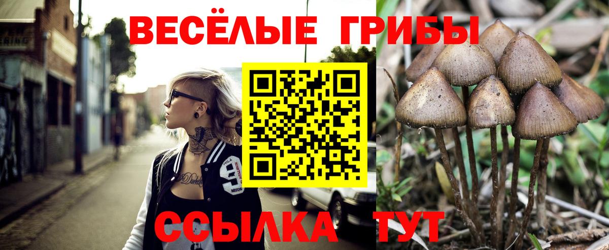 Звенигород  Галлюциногенные грибы Psilocybe  Вход с VPN 